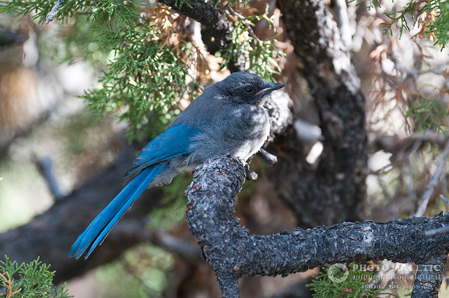 Aphelocoma californica / Ghiandaia occidentale